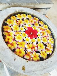 High angle view of yellow flowers in water