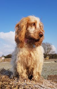 Close-up of dog on field against clear sky