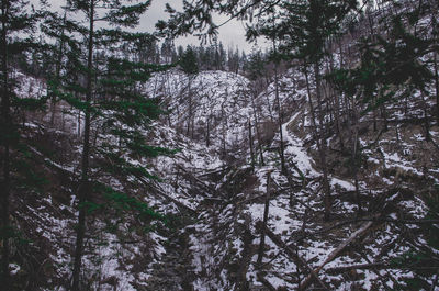 Low angle view of trees