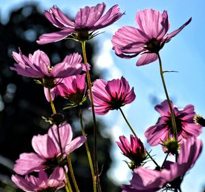 Close-up of pink flowers growing in park