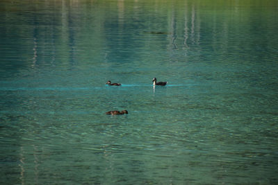 Swans swimming in lake