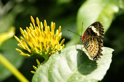 Close-up of butterfly pollinating on yellow flower