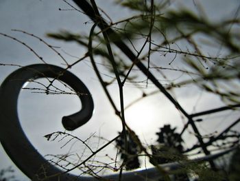 Close-up of branches against sky