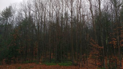 Bare trees against sky