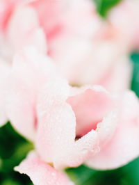 Close-up of pink rose