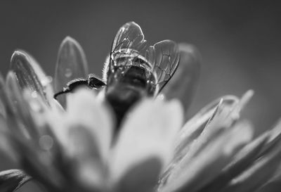 Close-up of raindrops on flowering plant