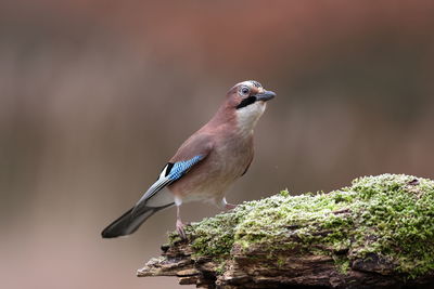 Close-up of bird perching on rock