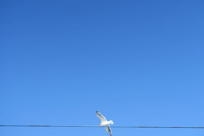 Low angle view of seagull perching on cable against clear blue sky