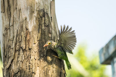 Low angle view of a bird flying