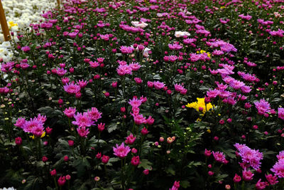 Close-up of pink flowers