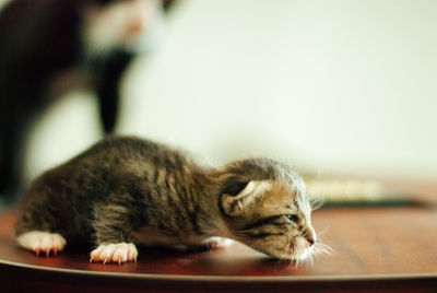 Close-up of a cat