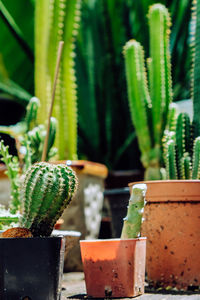 Close-up of succulent plant in pot