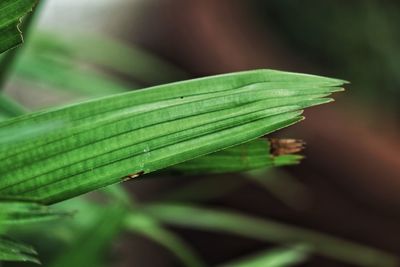 Close-up of fresh green leaf