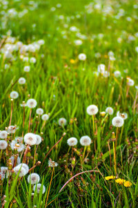 Close-up of white mushrooms growing on field