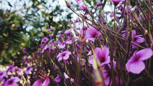 Close-up of pink flowers