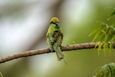 Bird perching on a branch