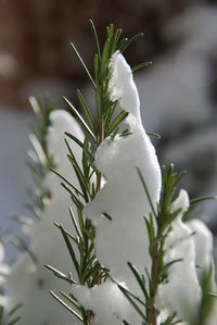 Close-up of white flowering plant