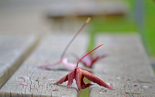 Close-up of dry leaves on wood