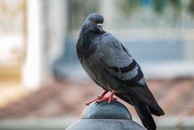 Close-up of pigeon perching on railing