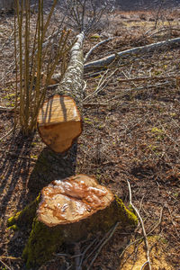 High angle view of mushroom growing on field