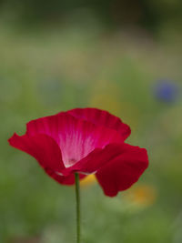 Close-up of red rose against blurred background