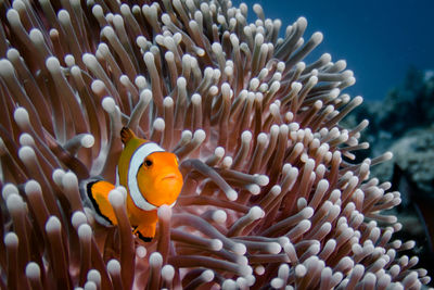 View of clown fish swimming in sea