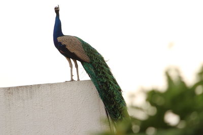 Low angle view of peacock perching against clear sky