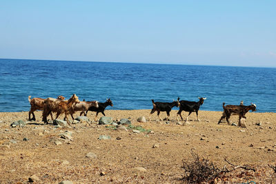 Horses on beach against clear sky