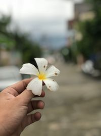 Close-up of hand holding white flower outdoors