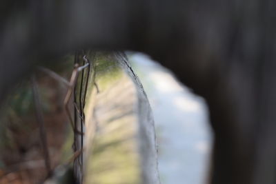 Close-up of lizard