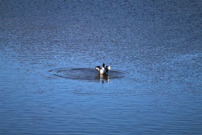 Duck rinsing feathers in a lake