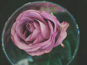 Close-up of pink rose blooming outdoors