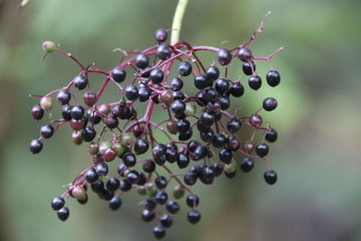 Close-up of berries growing on plant