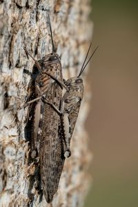 Close-up of insect sex on plant