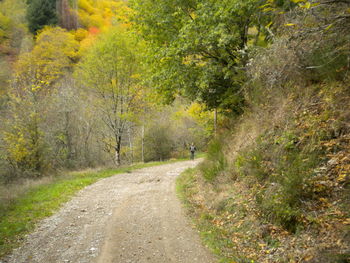 Scenic view of trees in park