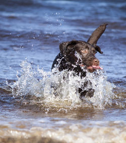 Close-up of dog in water