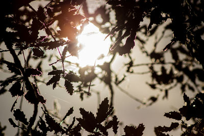 Low angle view of trees against sky