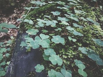 High angle view of ivy growing on field