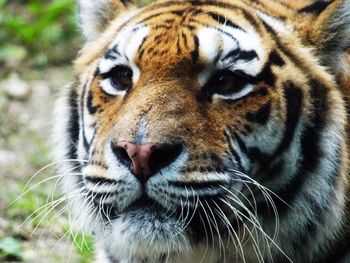 Close-up of a tiger