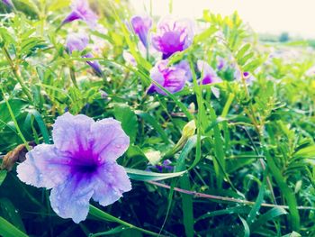 Close-up of purple flowers