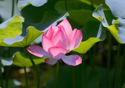 Close-up of pink lotus amidst leaves
