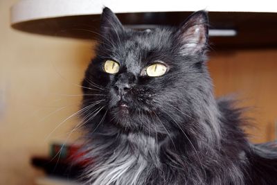 Close-up portrait of cat