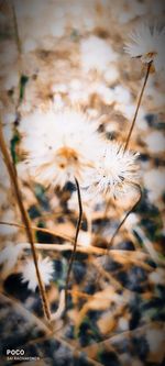 Close-up of dried plant on field