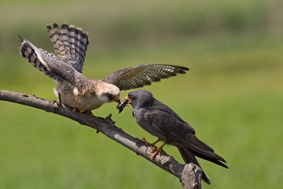 Close-up of birds perching on branch