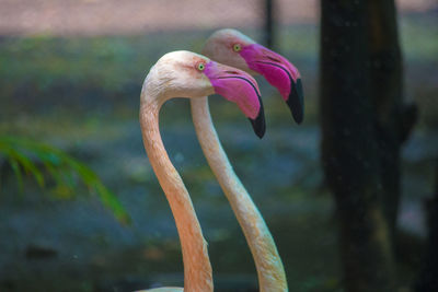 Close-up of bird on pink water