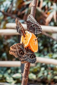 Close-up of butterfly on tree