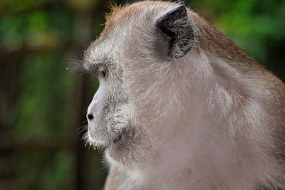 Close-up of a monkey looking away