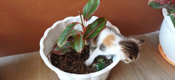 High angle view of cat by potted plants