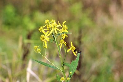 Close-up of yellow flowering plant on field