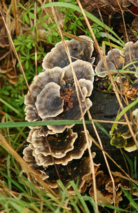 Close-up of mushroom growing on field